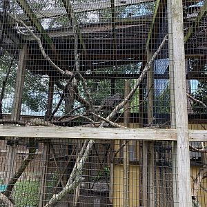 Prehensile-Tailed Porcupine - 6/22/2023