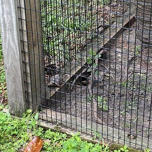 Baby Red-Footed Tortoises - 6/22/2023