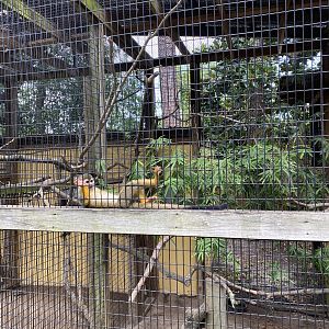 Squirrel Monkey sp. - 6/22/2023