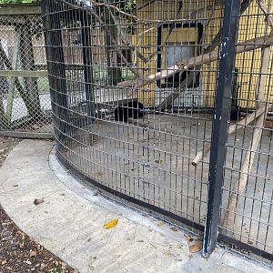 White-Throated Capuchin - 6/22/2023