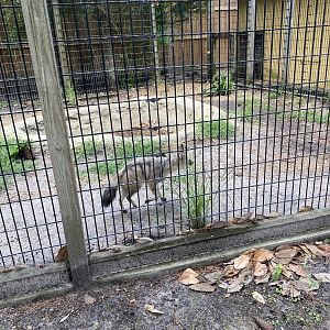 Aardwolf - 6/22/2023