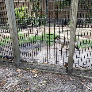 Aardwolf - 6/22/2023