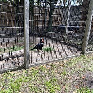 Southern Ground Hornbill - 6/22/2023