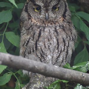 Western Screech Owl - Megascops kennicottii
