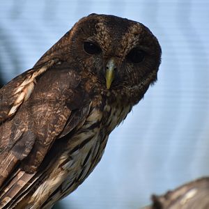 Mottled Owl - Strix virgata