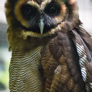 Brown Wood Owl - Strix leptogrammica