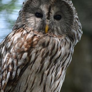 Ural Owl - Strix uralensis