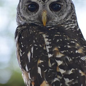 Rufous-legged Owl - Strix rufipes