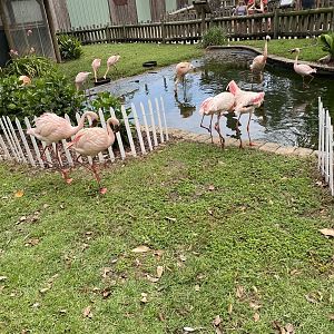 Flamingo Pond - 6/22/2023