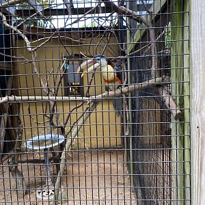 Curl-Crested Aracari - 6/22/2023