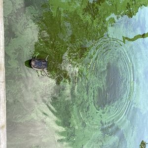 American Alligator - 6/22/2023