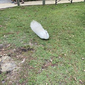 Free Roaming Indian Peafowl - 6/22/2023