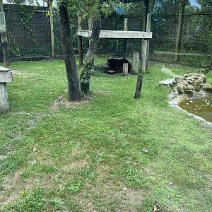 American Black Bear - 6/22/2023