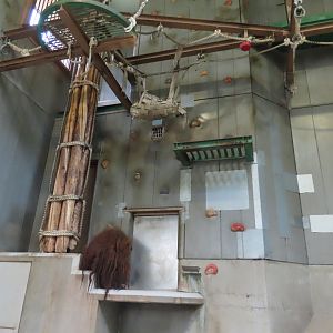 Orangutan indoor