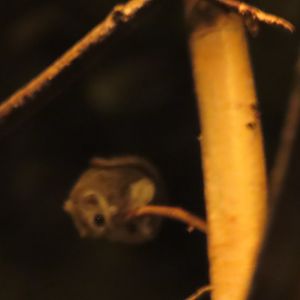 Siberian flying squirrel