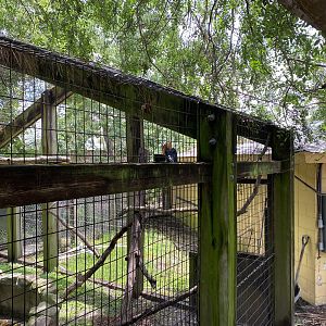 Red-Knobbed Hornbill - 6/22/2023