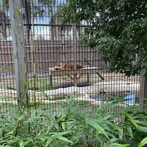 “Bengal” Tiger - 6/22/2023