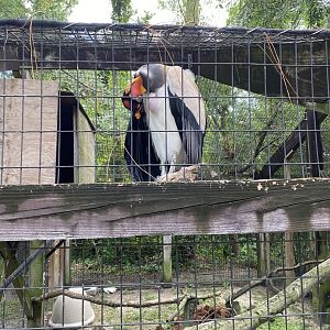 King Vulture - 6/22/2023
