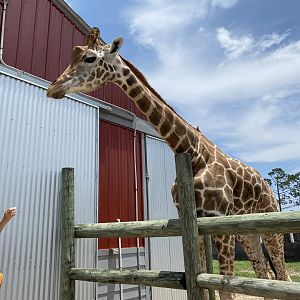 Reticulated Giraffe - 6/22/2023