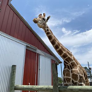 Reticulated Giraffe - 6/22/2023