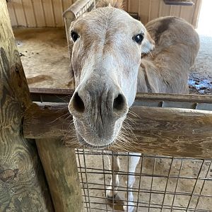 Domestic Donkey - 6/22/2023
