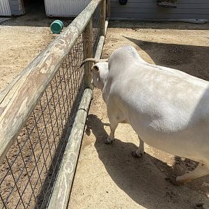 Mini Zebu Cattle - 6/22/2023