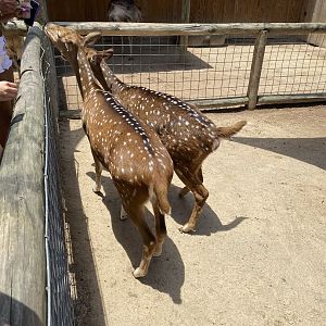 Axis Deer - 6/22/2023