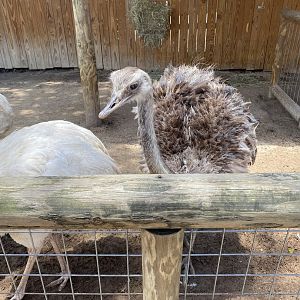 Greater Rhea - 6/22/2023