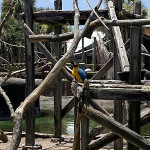 Monkey Islands - 6/22/2023