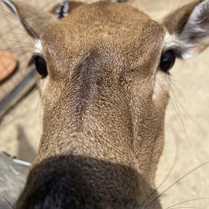 Axis Deer closeup - 6/22/2023