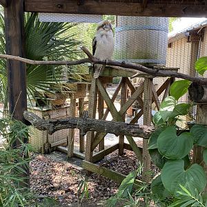 Laughing Kookaburra - 6/22/2023