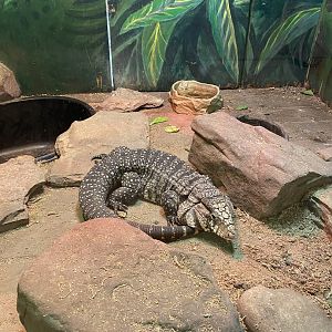 Black and White Tegu - 6/22/2023