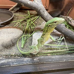 Emerald Tree Monitor - 6/22/2023