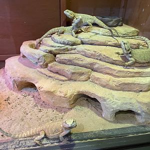 Bearded Dragon - 6/22/2023
