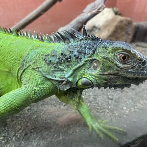 Green Iguana - 6/22/2023