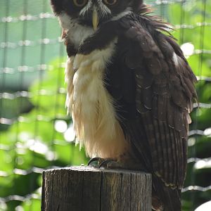 Spectacled Owl - Pulsatrix perspicillata