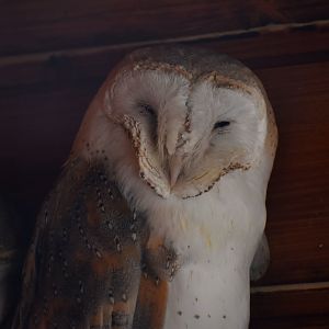 Barn Owl - Tyto alba