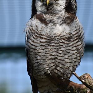 Northern Hawk-Owl - Surnia ulula