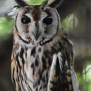 Pseudoscops clamator - Striped Owl