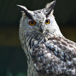 European Eagle-Owl - Bubo bubo bubo