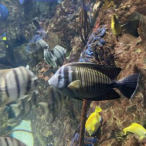 Fish ID - Indianapolis Zoo
