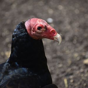 Turkey Vulture - Cathartes aura