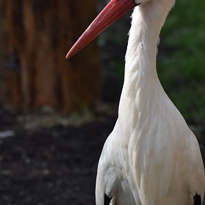 White Stork - Ciconia ciconia