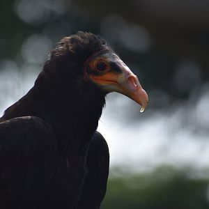 Lesser Yellow-headed Vulture - Cathartes burrovianus