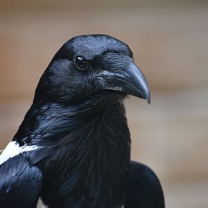 Pied Crow - Corvus albus