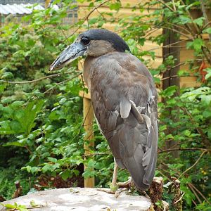 Boat Billed Heron, Exmoor Zoo