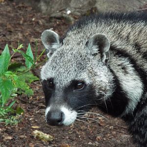 African Civet, Exmoor Zoo