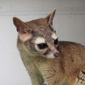 Ring-tailed Cat, Exmoor Zoo