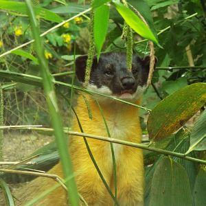 Yellow Throated Marten, Exmoor Zoo