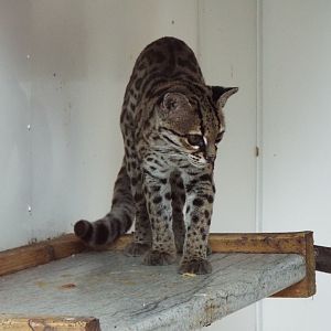 Margay, Exmoor Zoo